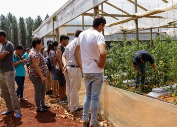 Capacitan a productores para la producción de tomate semi hidropónico