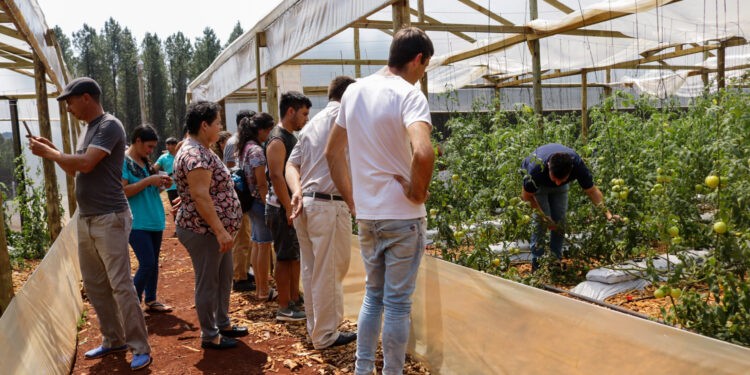 Capacitan a productores para la producción de tomate semi hidropónico