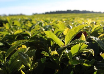 Por tercer año consecutivo, la CoProTé acuerda el precio para iniciar la zafra