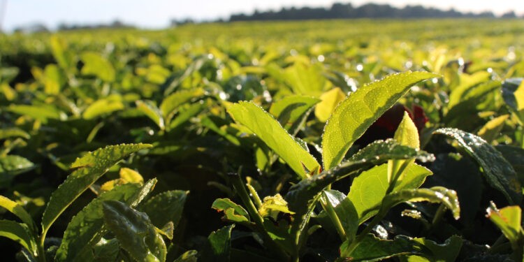 Por tercer año consecutivo, la CoProTé acuerda el precio para iniciar la zafra