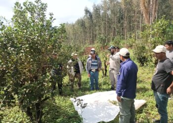 El INYM y la UATRE capacitan a cosecheros de yerba mate