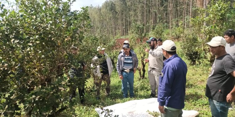 El INYM y la UATRE capacitan a cosecheros de yerba mate
