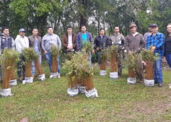Productores carboneros recibieron plantines de eucaliptos