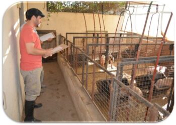 Dieta para alimentar cerdos utilizando mandioca de descartes