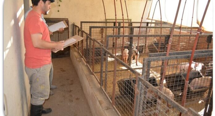 Dieta para alimentar cerdos utilizando mandioca de descartes