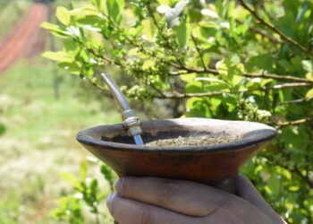 Al cierre de julio, el consumo de yerba mate superó los 184 millones de kilos entre mercado interno y exportaciones