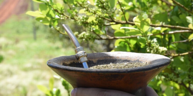 Al cierre de julio, el consumo de yerba mate superó los 184 millones de kilos entre mercado interno y exportaciones