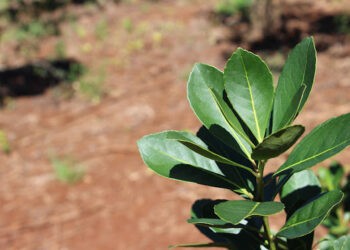 Capacitan a profesionales en la implementación de la normativa orgánica