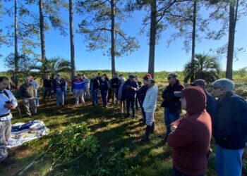 De yerba mate convencional a orgánica