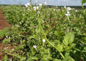 Recuperación de suelo y biodiversidad en Concepción 