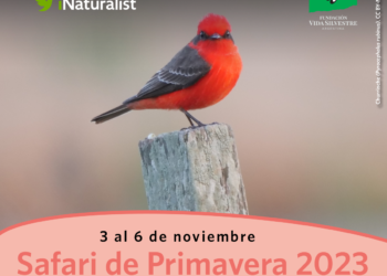 Con el Safari de Primavera, Vida Silvestre convoca a un relevamiento de naturaleza apto para todo público