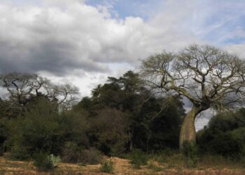 Chaco: Corren al Ministerio de Ambiente de la protección de los bosques nativos