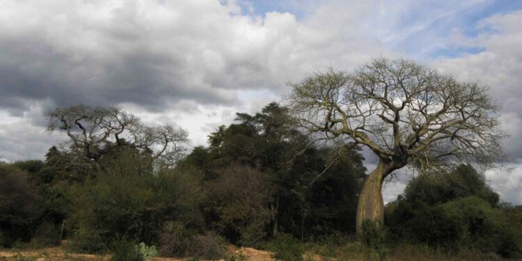 Chaco: Corren al Ministerio de Ambiente de la protección de los bosques nativos