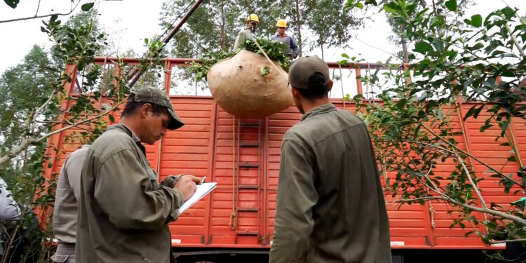 El INYM definió el encuadre para las actividades de Comercializador y de Prestador de Servicio Cosecha y Flete  