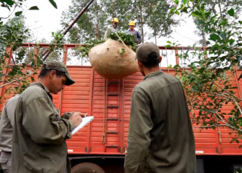 El INYM definió el encuadre para las actividades de Comercializador y de Prestador de Servicio Cosecha y Flete