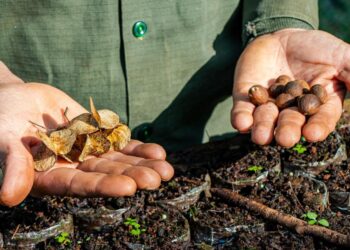 El vivero de la Reserva Vida Silvestre Urugua-í obtuvo el certificado de Área Productora de Semillas de Especie nativas