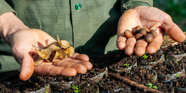 El vivero de la Reserva Vida Silvestre Urugua-í obtuvo el certificado de Área Productora de Semillas de Especie nativas