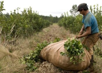 El RENATRE y la Dirección de Migraciones: fiscalizaciones conjuntas en Misiones