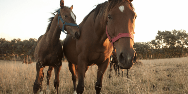 Encefalomielitis equina: se autorizan nuevos lotes de vacunas contra la enfermedad que afecta a los caballos