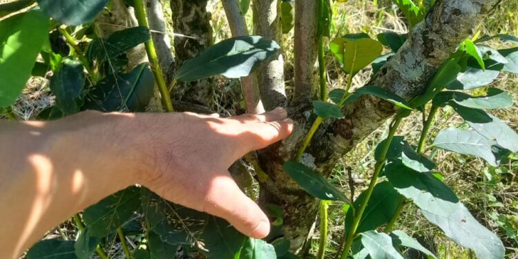 Siguiendo técnicas del INYM, productores afectados por granizo recuperan yerbales 