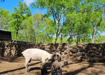 Los remates del 2024 de La Sociedad Rural Ovina Caprina Equina y Porcina de Misiones