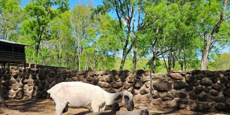 Los remates del 2024 de La Sociedad Rural Ovina Caprina Equina y Porcina de Misiones