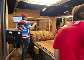 Tabacaleros comenzaron a vender su producción