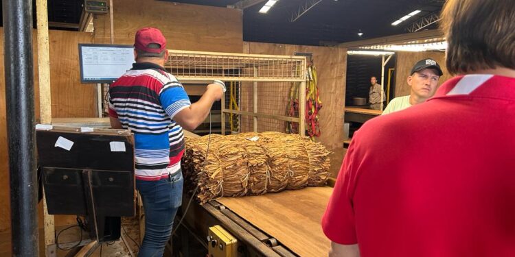 Tabacaleros comenzaron a vender su producción