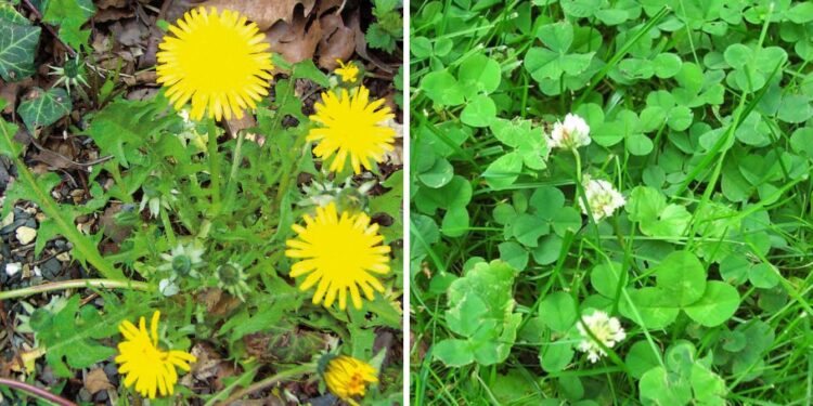 Plantas indicadoras de la salud del suelo