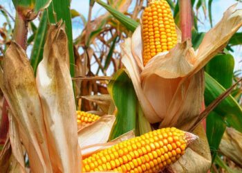 Súper campaña: anticipan número récord para el maíz y soja en excelentes condiciones