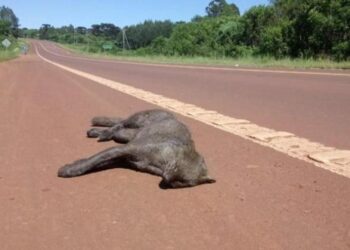 Atropellamientos: Seria amenaza para la fauna misionera