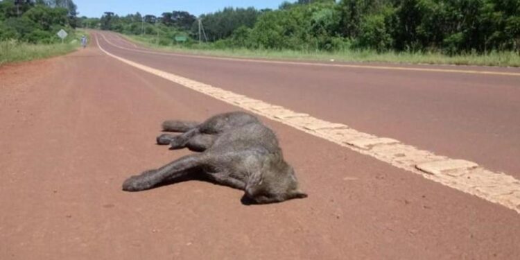 Atropellamientos: Seria amenaza para la fauna misionera