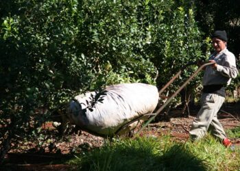 2023: el Área Técnica del INYM desarrolló  una intensa actividad de apoyo al sector yerbatero  