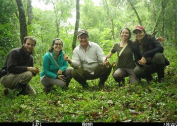 Para afianzar la producción agroecológica, el INYM estudia si mamíferos utilizan los yerbales como corredores entre áreas de selva