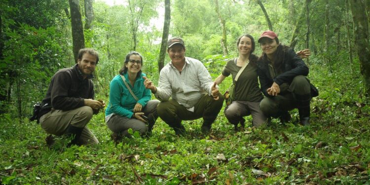 Para afianzar la producción agroecológica, el INYM estudia si mamíferos utilizan los yerbales como corredores entre áreas de selva