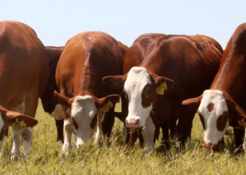 El sector ganadero proyecta un 2024 con perspectivas favorables