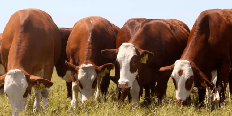 El sector ganadero proyecta un 2024 con perspectivas favorables