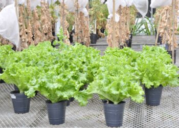 Se autorizó al INTA a realizar ensayos con lechuga para obtener una variedad mejorada