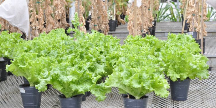 Se autorizó al INTA a realizar ensayos con lechuga para obtener una variedad mejorada