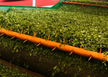 López Sartori: “La provincia inyectó 800 millones y la producción de té aumentó 40% respecto al año pasado”