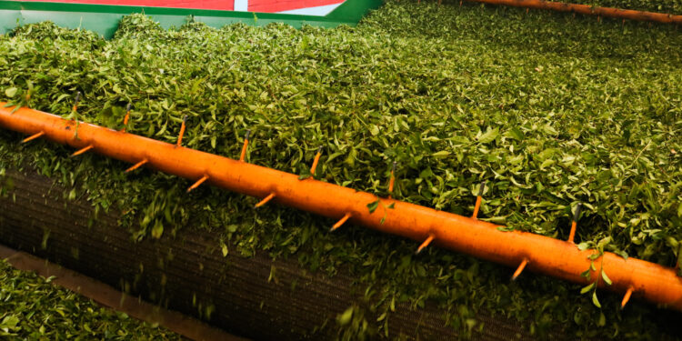 López Sartori: “La provincia inyectó 800 millones y la producción de té aumentó 40% respecto al año pasado”