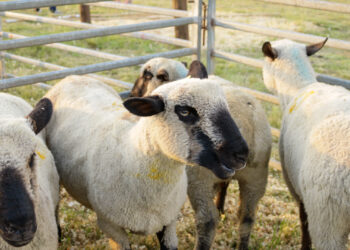 Primer remate de animales menores, un éxito con 140 animales en pista