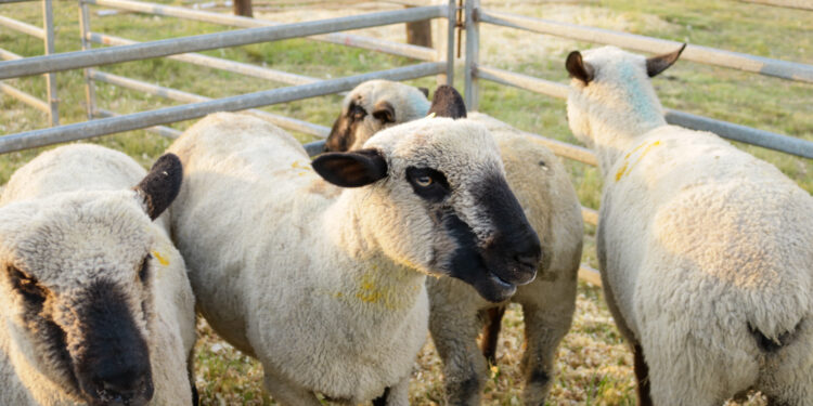 Primer remate de animales menores, un éxito con 140 animales en pista