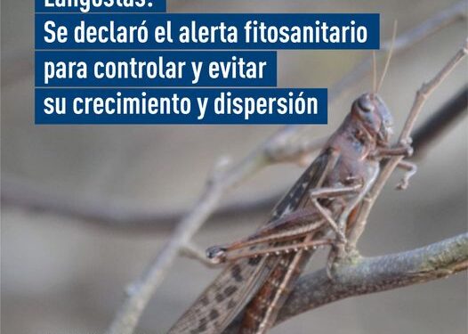 Langostas: Se declaró alerta fitosanitario para controlar y evitar su crecimiento y dispersión
