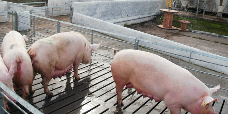 Avance en la sanidad porcina argentina: Se autoriza la vacuna Myosphere