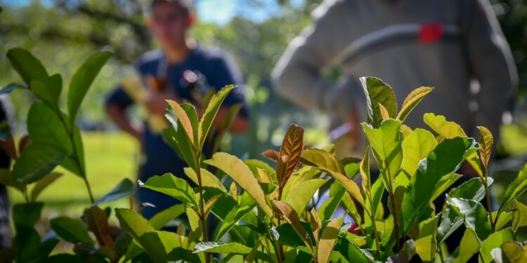 Fertilización y manejo de suelo, ejes centrales de una capacitación en El Soberbio