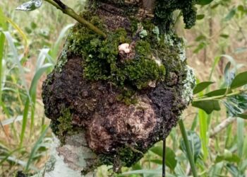 Identifican el agente causal de agallas en yerba mate y definen medidas