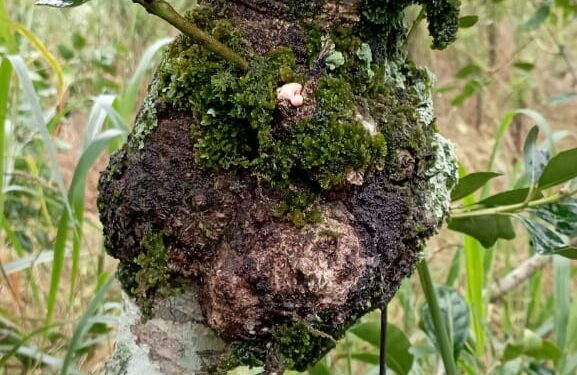 Identifican el agente causal de agallas en yerba mate y definen medidas