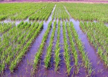 Corrientes: Admiten que en Enero  se perdieron entre 3 mil a 4 mil hectáreas de arroz