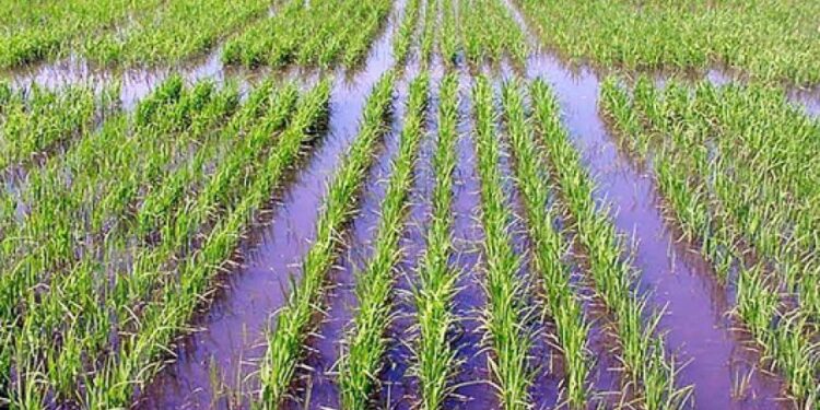 Corrientes: Admiten que en Enero se perdieron entre 3 mil a 4 mil hectáreas de arroz